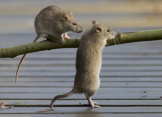 Rodent Control